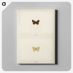 1-75_Moths-and-Butterflies-of-the-United-States_canvas