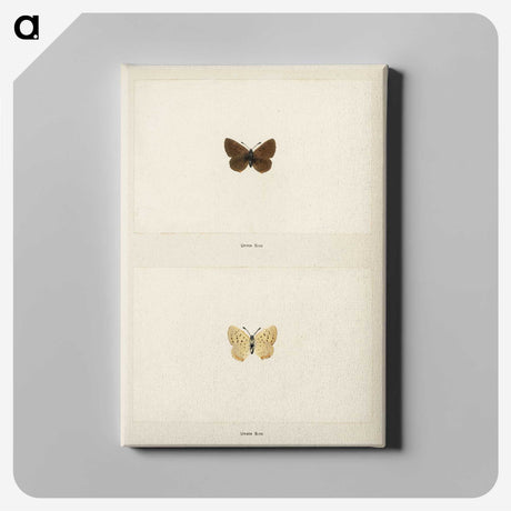 1-75_Moths-and-Butterflies-of-the-United-States_canvas