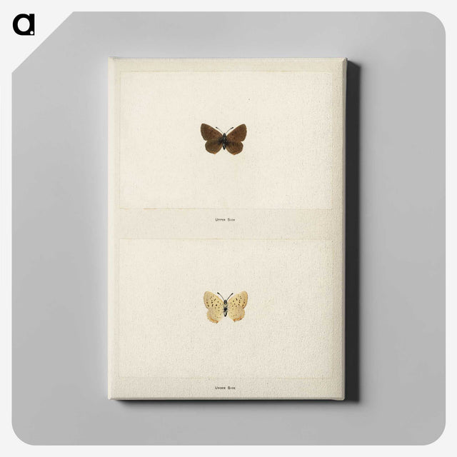 1-75_Moths-and-Butterflies-of-the-United-States_canvas