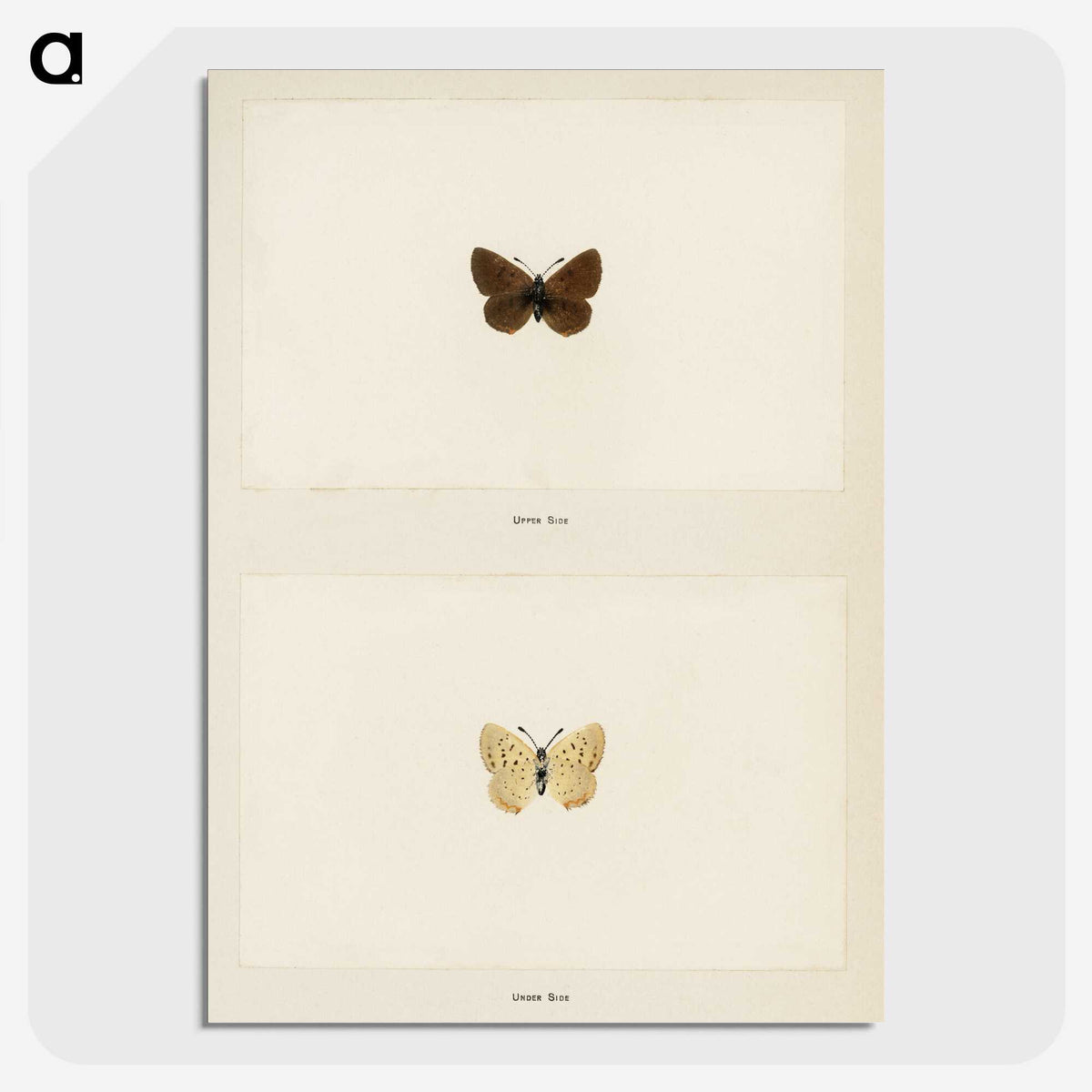 1-75_Moths-and-Butterflies-of-the-United-States_picture-crop