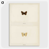 1-75_Moths-and-Butterflies-of-the-United-States_picture-crop