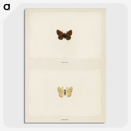 1-75_Moths-and-Butterflies-of-the-United-States_picture-crop