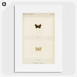 1-75_Moths-and-Butterflies-of-the-United-States_picture
