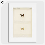 1-75_Moths-and-Butterflies-of-the-United-States_picture