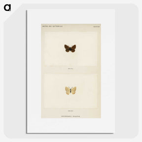 1-75_Moths-and-Butterflies-of-the-United-States_picture