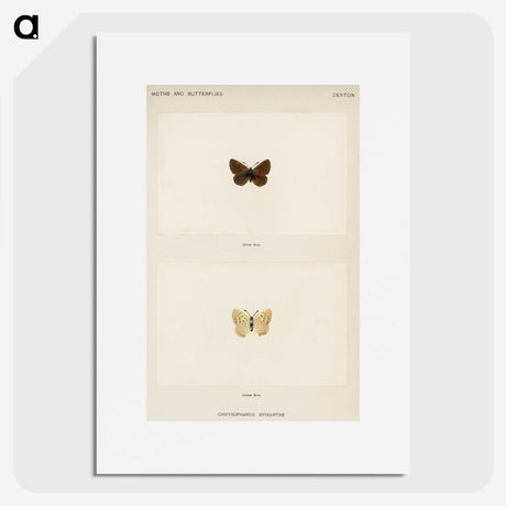 1-75_Moths-and-Butterflies-of-the-United-States_picture