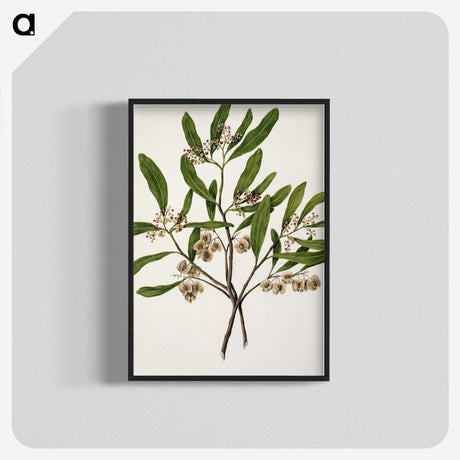 1-75_Native-Flowering-Plants-of-New-Zealand_blk-crop