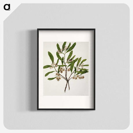 1-75_Native-Flowering-Plants-of-New-Zealand_blk