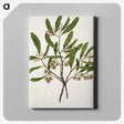 1-75_Native-Flowering-Plants-of-New-Zealand_canvas