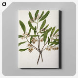 1-75_Native-Flowering-Plants-of-New-Zealand_canvas