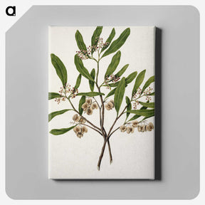 1-75_Native-Flowering-Plants-of-New-Zealand_canvas