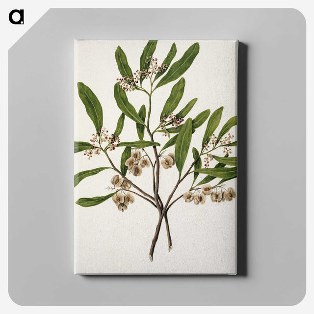 1-75_Native-Flowering-Plants-of-New-Zealand_canvas