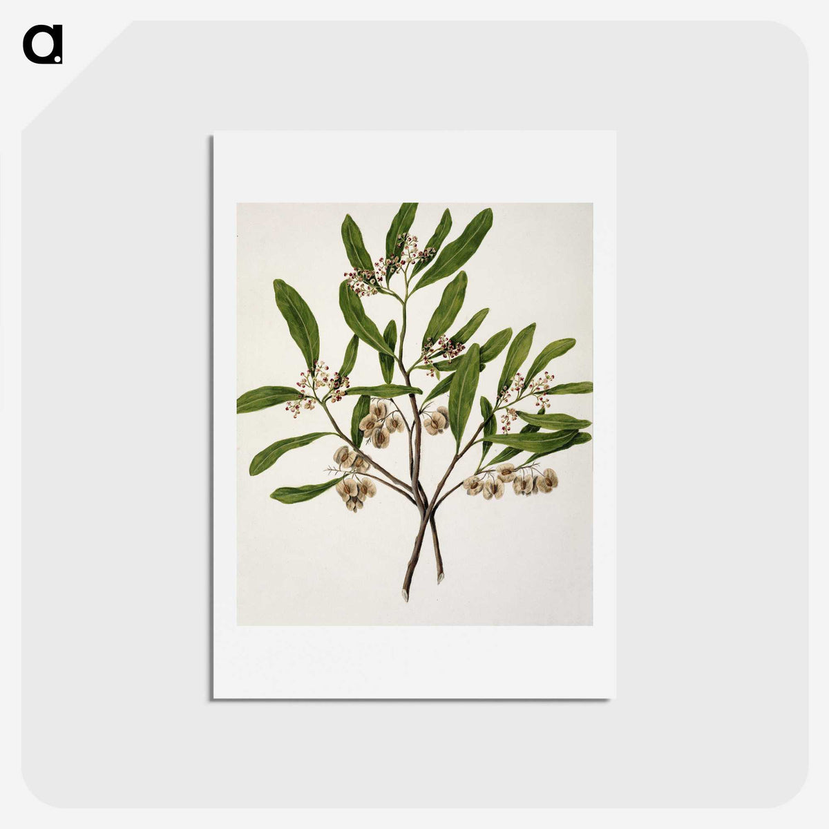 1-75_Native-Flowering-Plants-of-New-Zealand_hagaki