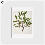 1-75_Native-Flowering-Plants-of-New-Zealand_hagaki