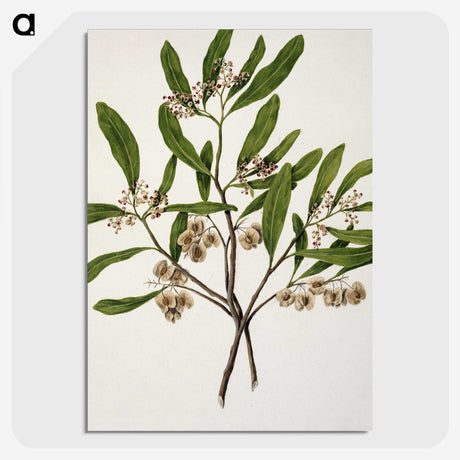 1-75_Native-Flowering-Plants-of-New-Zealand_picture-crop