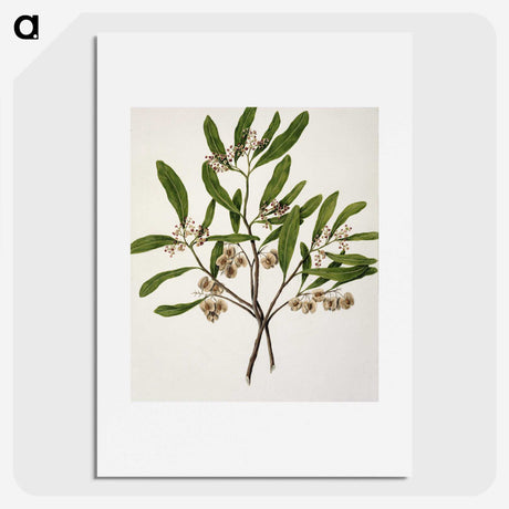 1-75_Native-Flowering-Plants-of-New-Zealand_picture