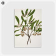 1-75_Native-Flowering-Plants-of-New-Zealand_postcard
