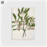 1-75_Native-Flowering-Plants-of-New-Zealand_postcard