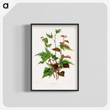1-75_Nederlandsche-Flora-en-Pomona_blk-crop