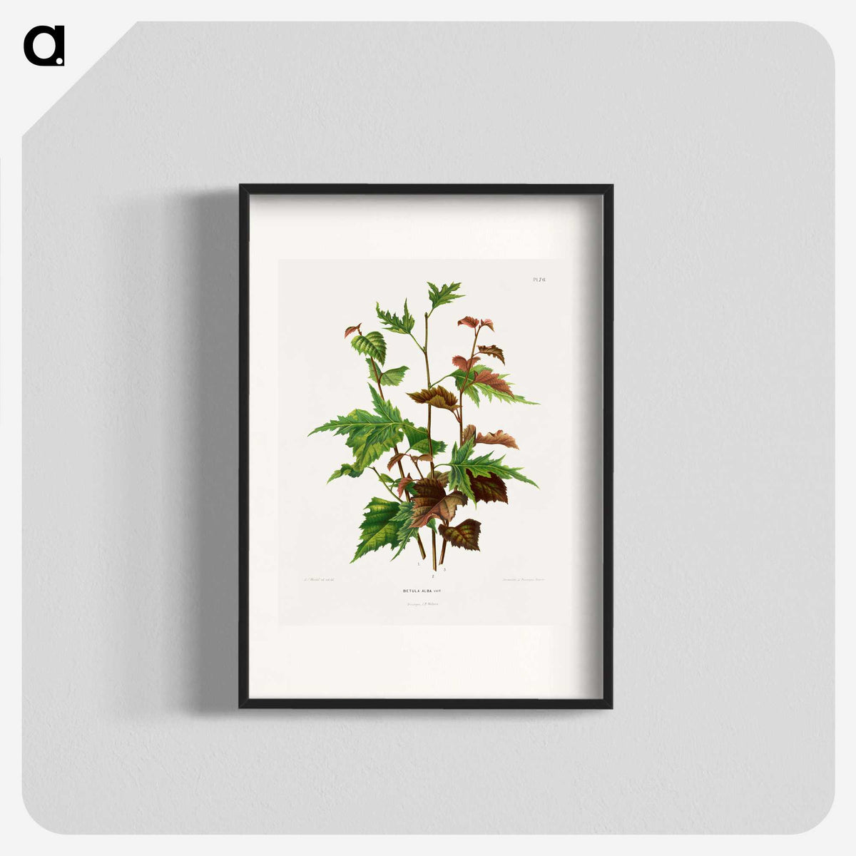 1-75_Nederlandsche-Flora-en-Pomona_blk