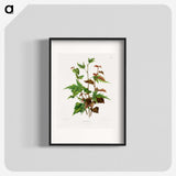 1-75_Nederlandsche-Flora-en-Pomona_blk
