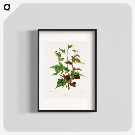 1-75_Nederlandsche-Flora-en-Pomona_blk