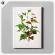 1-75_Nederlandsche-Flora-en-Pomona_canvas