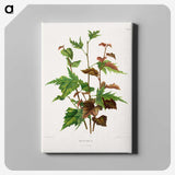 1-75_Nederlandsche-Flora-en-Pomona_canvas