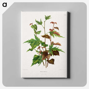 1-75_Nederlandsche-Flora-en-Pomona_canvas