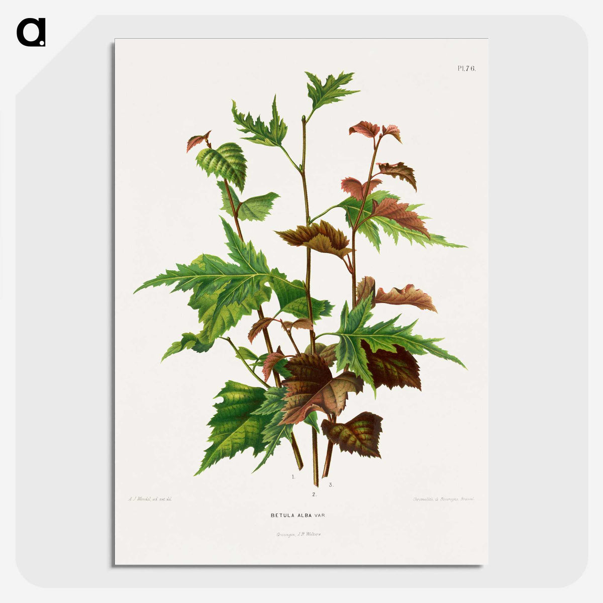 1-75_Nederlandsche-Flora-en-Pomona_picture-crop
