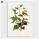 1-75_Nederlandsche-Flora-en-Pomona_picture-crop