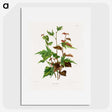 1-75_Nederlandsche-Flora-en-Pomona_picture