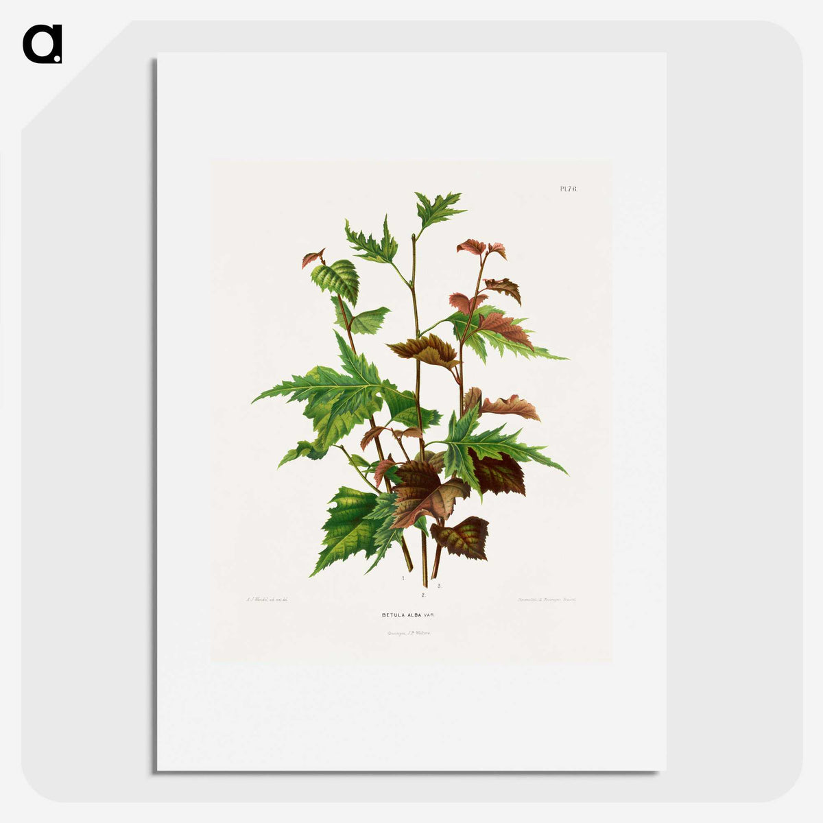 1-75_Nederlandsche-Flora-en-Pomona_picture
