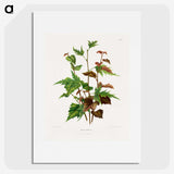 1-75_Nederlandsche-Flora-en-Pomona_picture