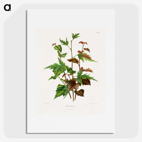 1-75_Nederlandsche-Flora-en-Pomona_picture