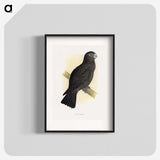 1-75_Parrots-in-Captivity_blk
