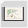アートポスター-Japanese Wren and Daffodil
 - 鳥類図鑑 Poster.
