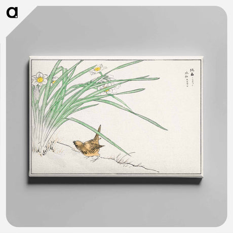 アートパネル-Japanese Wren and Daffodil
 - 鳥類図鑑 Canvas.