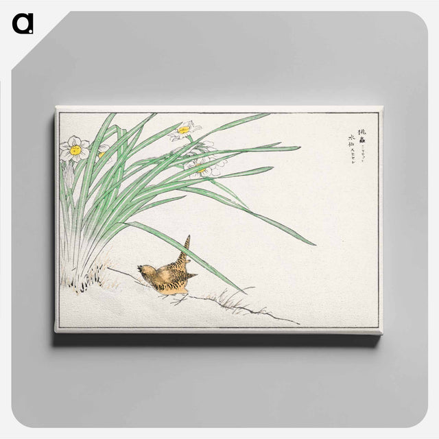アートパネル-Japanese Wren and Daffodil
 - 鳥類図鑑 Canvas.