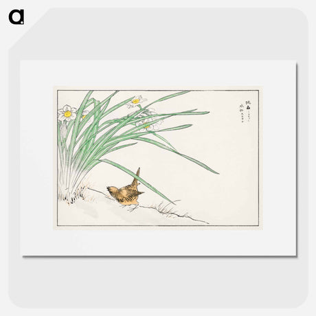 アートポスター-Japanese Wren and Daffodil
 - 鳥類図鑑 Poster.