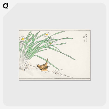 アートポストカード-Japanese Wren and Daffodil
 - 鳥類図鑑 Postcard.
