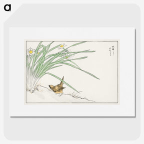 1-75_Pictorial-Monograph-of-Birds_picture