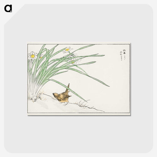 ミソサザイとスイセン - 鳥類図鑑 Postcard.