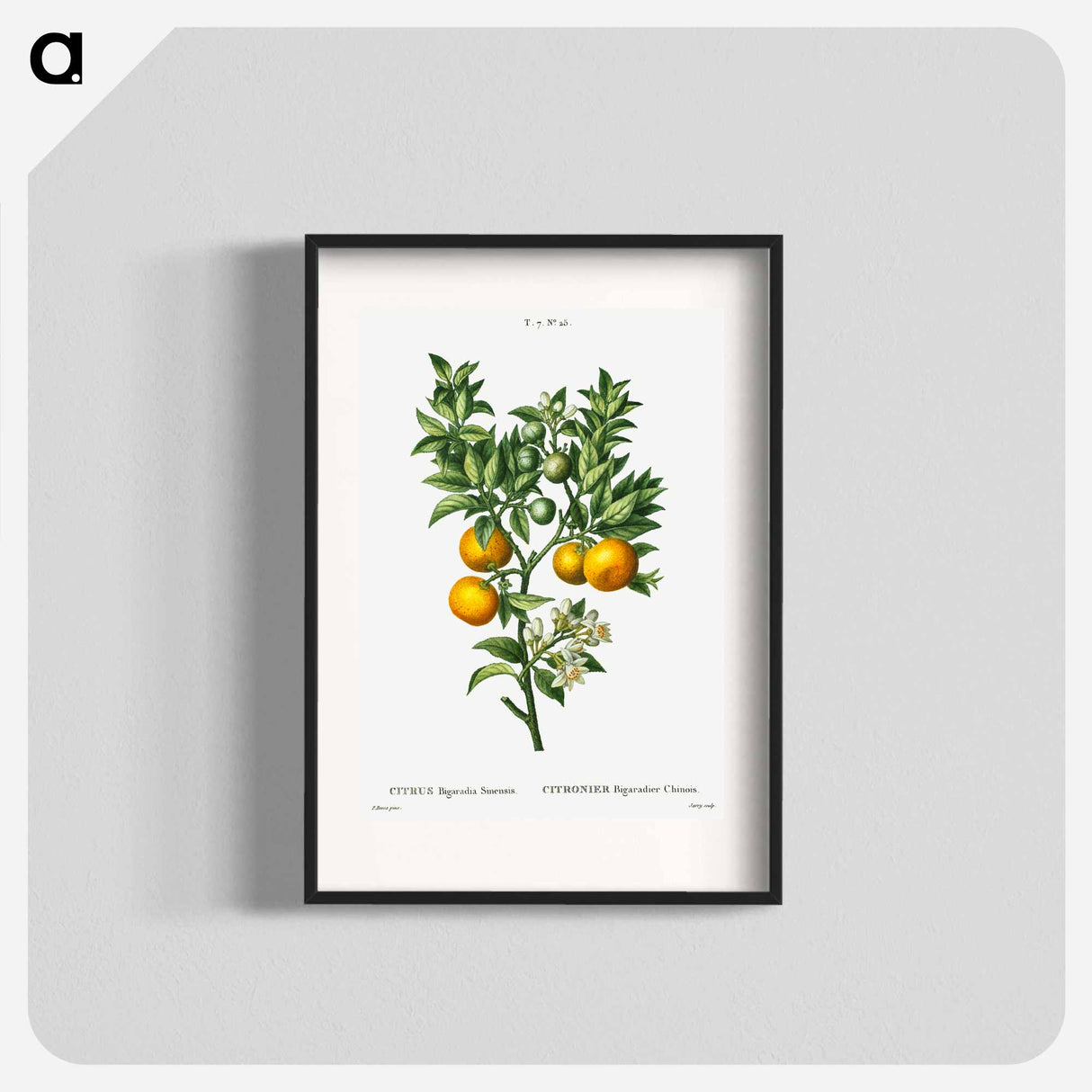 Bitter sweet oranges on a branch - Pierre Joseph Redouté Poster.