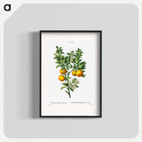 Bitter sweet oranges on a branch - Pierre Joseph Redouté Poster.