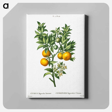 アートパネル-Bitter sweet oranges on a branch - ピエール ジョゼフ ルドゥーテ Canvas.