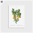 アートポストカード-Bitter sweet oranges on a branch - ピエール ジョゼフ ルドゥーテ Postcard.
