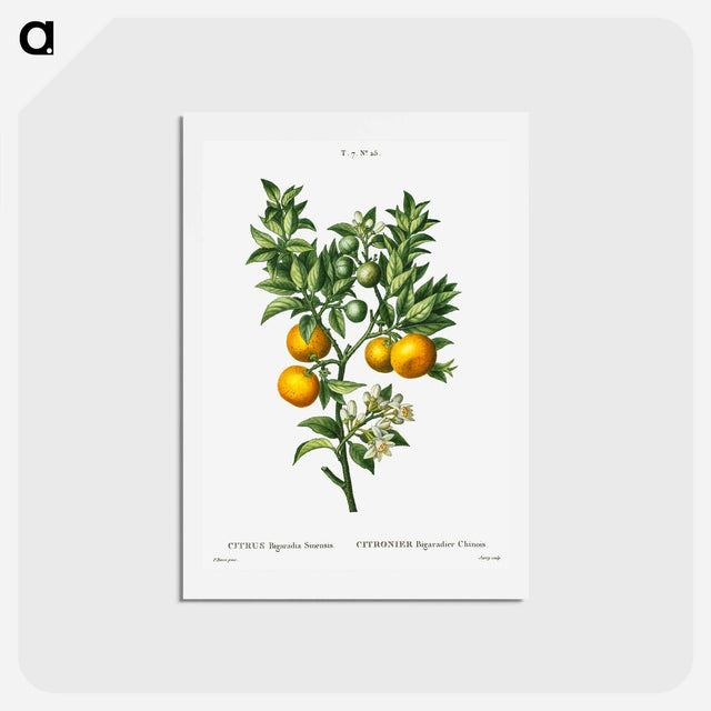 アートポストカード-Bitter sweet oranges on a branch - ピエール ジョゼフ ルドゥーテ Postcard.