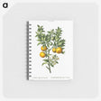 1-75_Pierre-Joseph-Redoute_memo
