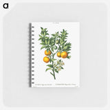 Bitter sweet oranges on a branch - ピエール ジョゼフ ルドゥーテ Memo.